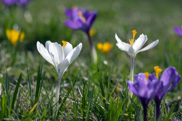 Field of flowering crocus vernus plants, group of bright colorful early spring flowers in bloom