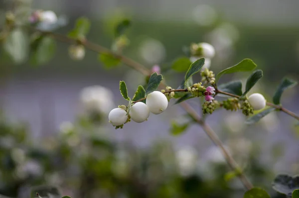 Symphoricarpos albus dallarında beyaz kar çilekleri, güzel, olgun sonbahar meyveleri. — Stok fotoğraf