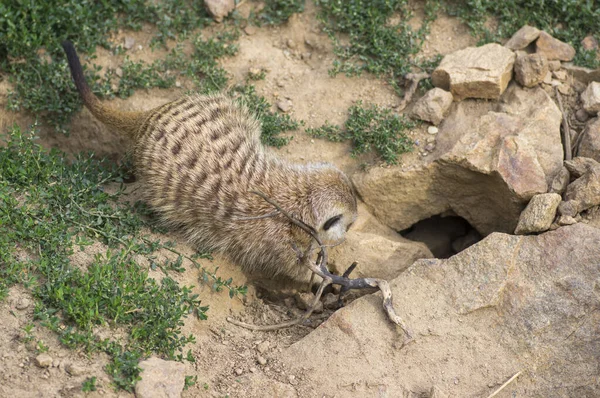 Beautiful meerkat going home in sandy area, funny small african animal — Φωτογραφία Αρχείου