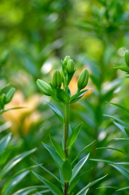 Çiçek açmış zambak çiçekleri, Asya melezleri süslemeler, çiçek açan zambaklar, tomurcuklar ve yapraklı çiçekler, yeşil yapraklar.
