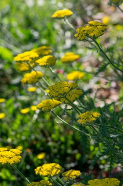 Achillea filipendulinayarrow burun kanaması çiçek açan parlak sarı çiçekler, süs çiçekleri, uzun yeşil saplı buket
