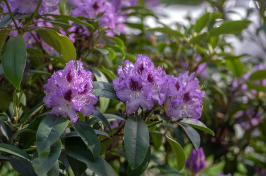 Azalea japonica mavi jay mor benekli beyaz demet çiçek, güzel çiçek açan bitki dalları, yeşil rhododendron yaprakları