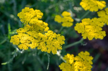 Achillea filipendulinayarrow burun kanaması çiçek açan parlak sarı çiçekler, süs çiçekleri, uzun yeşil saplı buket