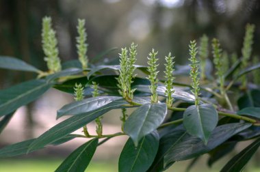 Prunus laurocerasus yaygın İngiliz defne ağacı çiçekli yeşil çalı, beyaz yeşil tomurcuklar, çiçek açmaya başlayan bitki