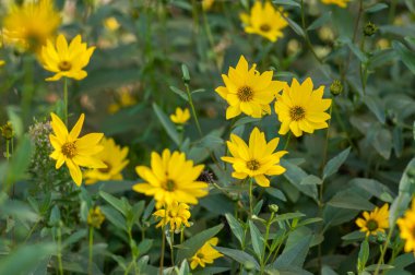 Helianthus tüberosus sarı Kudüs enginar çiçekleri çiçek açmış güzel besin çiçekleri, yeşil yapraklar