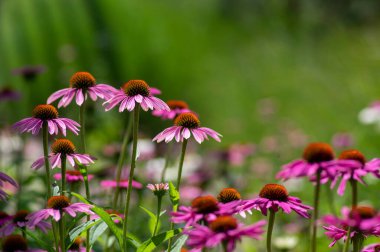 Echinacea purpurea flowering coneflowers, group of ornamental medicinal plants in bloom, spiny center clipart