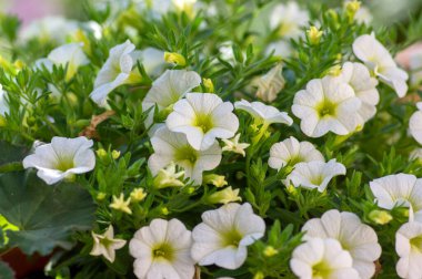 Calibrhoa milyon çan güzel çiçek, çiçek açmış bir grup beyaz çiçek, süs çiçeği balkonu, yeşil yapraklar.