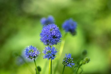 Gilia capitata mavi çiçekli güzel çiçek, mavi yüksük çiçekleri, harika kır çiçekleri, mavi tarla çiçekleri
