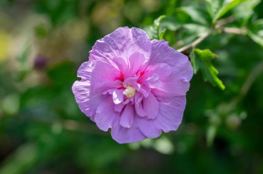 Hibiscus Syriacus Suriye 'ye ait süs bitkisi, çiçek açan mor mor çiçekler, dallarında yeşil yapraklar olan çalılar.