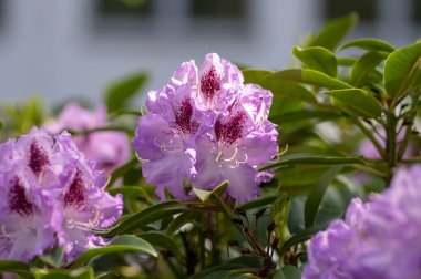 Azalea japonica mavi jay mor benekli beyaz demet çiçek, güzel çiçek açan bitki dalları, yeşil rhododendron yaprakları