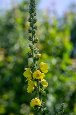 Verbascum yoğunluğu, çiçek açmış parlak sarı yoğunluk, uzun çiçek açan şifalı bitkiler, çiçekler ve tomurcuklar.