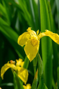 İris psödacorus parlak sarı su bayrağı çiçek açmış, güzel çiçek açan bitki, yeşil yapraklar