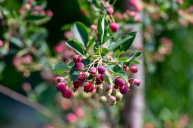 Amelanchier lamarckii olgun ve olgunlaşmamış meyveler dalların üzerinde, servis meyvesi veya orman çileği olarak adlandırılan meyveler grubu, yeşil yapraklar