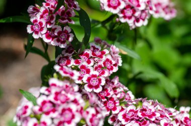 Dianthus barbatus beautiful ornamental flowering plants, group of bright pink purple white flowers in bloom, green leaves clipart