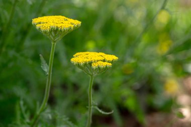 Achillea filipendulinayarrow burun kanaması çiçek açan parlak sarı çiçekler, süs çiçekleri, uzun yeşil saplı buket
