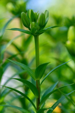 Tomurcuklardaki zambak çiçekleri, Asyalı melezler süslemeler, zambak tomurcukları, çiçek açmadan önce buket, rüya gibi arka plan, yeşil yapraklar.