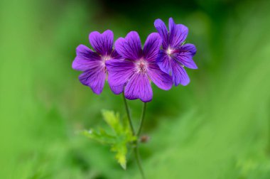 Sardunya magnium çiçek açmış güzel mor turna gagaları, gün ışığında bahçedeki süs çiçekleri, yeşil yapraklar.