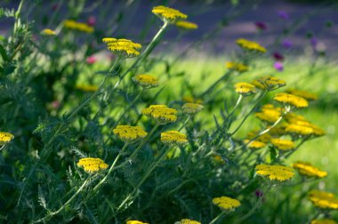 Achillea filipendulinayarrow burun kanaması çiçek açan parlak sarı çiçekler, süs çiçekleri, uzun yeşil saplı buket