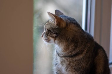 Pencereden dikkatlice sola bakan güzel mermer kedinin portresi.