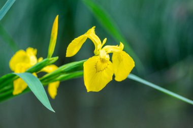 İris psödacorus parlak sarı su bayrağı çiçek açmış, güzel çiçek açan bitki, yeşil yapraklar