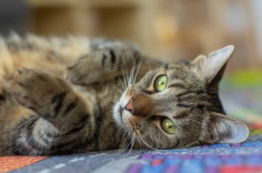 Tembel evcil mermer kedi yollu ve binalı renkli halının keyfini çıkarıyor. Pençeleri havada sevimli ve sevimli bir ifade.