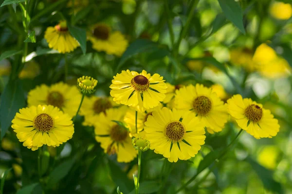 Helenium Autumnale Common Sneezeweed Bloom Bunch Yellow Brown Flowering Flowers — Stock Photo, Image
