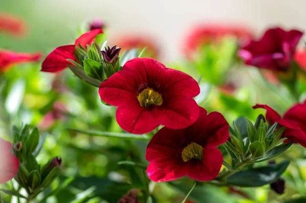 Kalibrachoa Miljoner Klockor Vacker Blommande Växt Grupp Röda Blommor Blom — Stockfoto