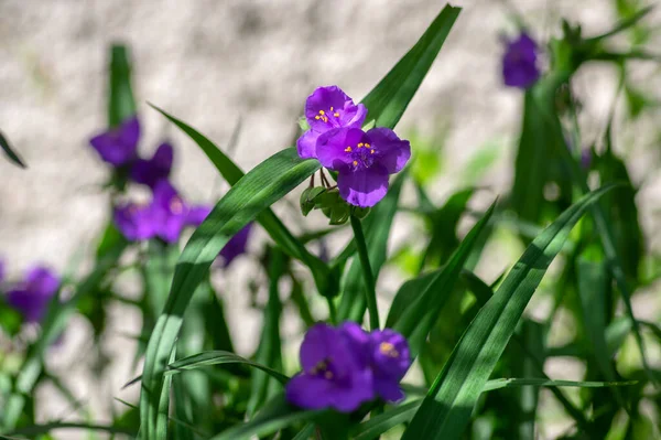 Tradescantia Virginiana Die Lila Violette Blütenpflanze Aus Virginia Drei Blütenblätter — Stockfoto