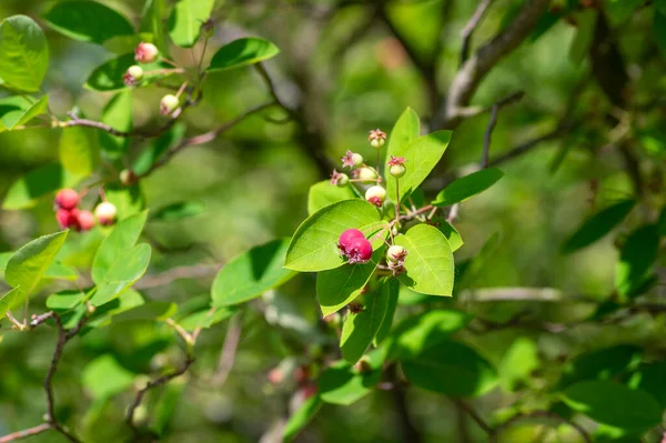 Amelanchier Lamarckii Ripening Fruits Branches Group Berry Pome Fruits Called — Stock Photo, Image