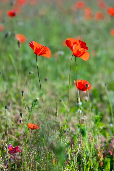 Papaver rhoeas common poppy seed bright red flowers in bloom, group of flowering plants on meadow, wild field plants