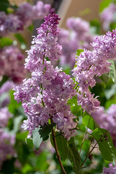 Syringa Vulgaris Fialová Fialová Kvetoucí Keř Skupiny Voňavých Květů Kvetoucích — Stock fotografie