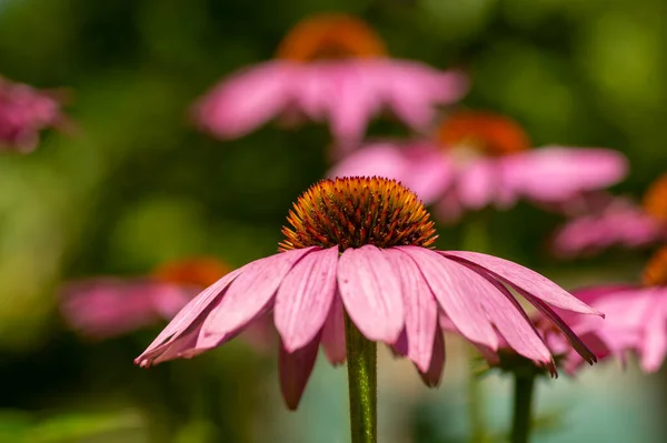 Echinacea Purpurea Blühender Sonnenhut Gruppe Blühender Zierpflanzen Dorniges Zentrum — Stockfoto