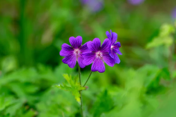 Geranium Magnificum Beaux Cranesbills Violets Fleurs Plantes Ornementales Fleurs Dans — Photo