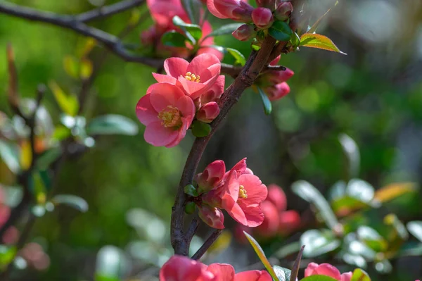 Arbusto Floração Ornamental Chaenomeles Japonica Cultivar Superba Com Belas Pétalas — Fotografia de Stock