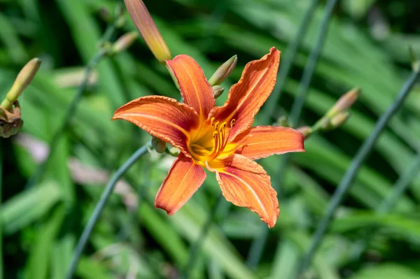 Hemerocallis fulva beautiful orange plants in bloom, ornamental flowering daylily flowers in natural parkland, green stem