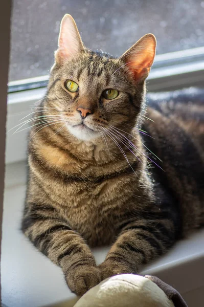 Lazy domestic marble cat relaxing on white windowsill in daylight, very serious expression, face detail and eye contact, watching into the camera