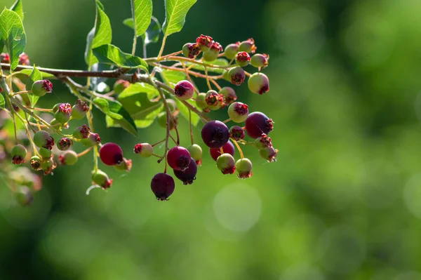 Amelanchier Lamarckii Ώριμα Και Άγουρα Φρούτα Κλαδιά Ομάδα Μούρων Φρούτων — Φωτογραφία Αρχείου