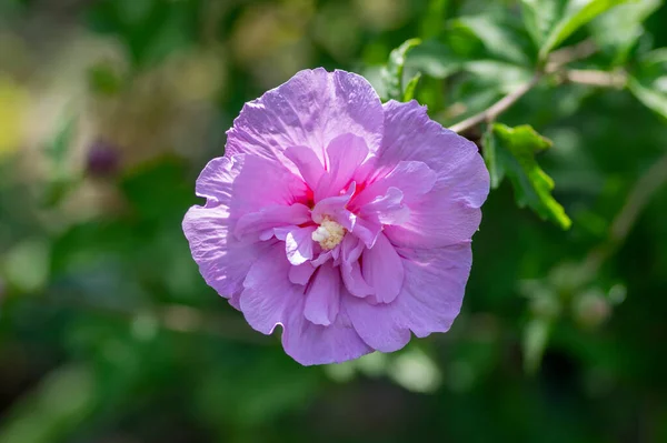 Hibiscus Syriacus Syriacus Ketmia Декоративное Цветущее Растение Фиолетовые Фиолетовые Цветы — стоковое фото