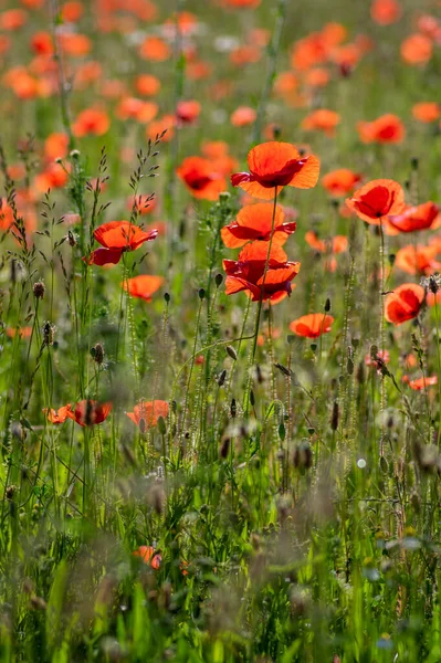 Papaver Rhoeas Semillas Amapola Común Flores Color Rojo Brillante Flor — Foto de Stock