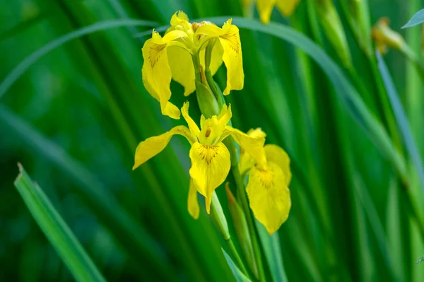Iris Pseudacorus Flores Bandera Agua Color Amarillo Brillante Flor Hermosa — Foto de Stock