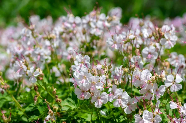 Gerânio Cantabrigiense Biokovo Branco Plantas Guindastes Floração Grupo Flores Brancas — Fotografia de Stock