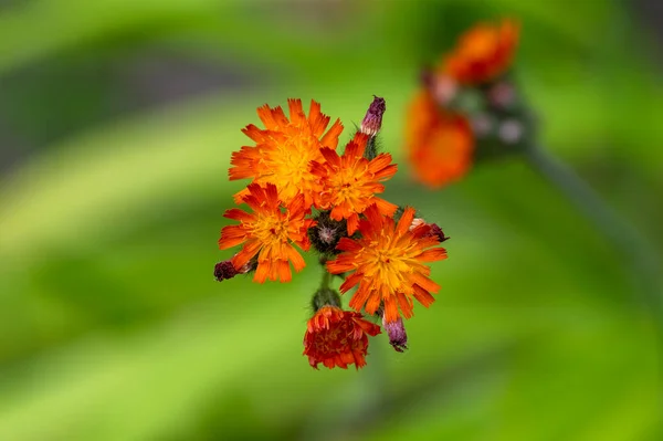 Pilosella Aurantiaca Yabani Çiçekleri Çiçek Açmış Portakal Çiçekleri Çok Güzel — Stok fotoğraf