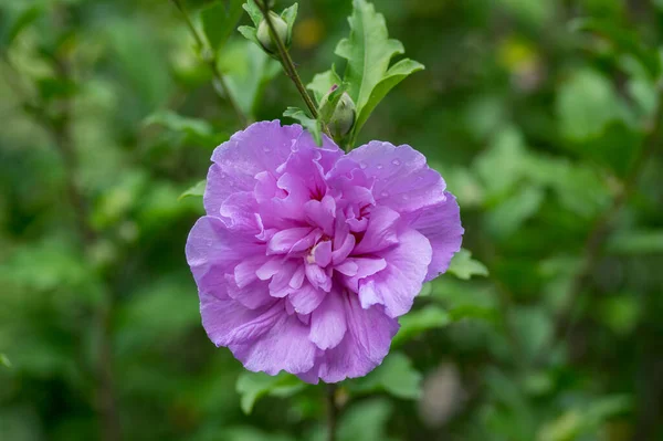 Hibiscus Syriacus Syrian Ketmi Prydnads Blommande Växt Violett Lila Blommor — Stockfoto