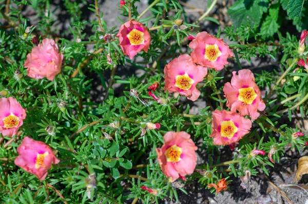 Portulaca grandiflora moss-rose flowering plant, pale pink orange color rock rose purslane flowers in bloom, small ground covering plants with green leaves