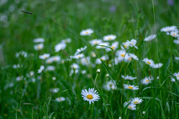 Leucanthemum Vulgare Rétek Vad Oxeye Százszorszép Virágok Fehér Szirmok Sárga — Stock Fotó