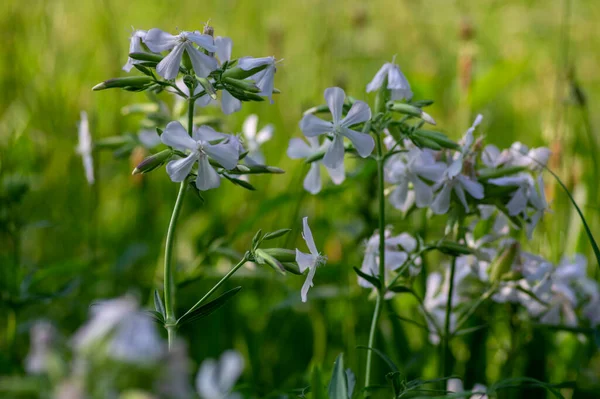Σαπωνάρια Officinalis Λευκά Άνθη Ανθοφόρου Φυτού Άγριο Ακαλλιέργητο Φυτό Άνθιση — Φωτογραφία Αρχείου