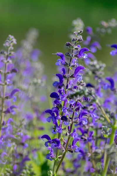 菊花盛开 开着蓝色紫罗兰花草本植物 绿草叶 — 图库照片