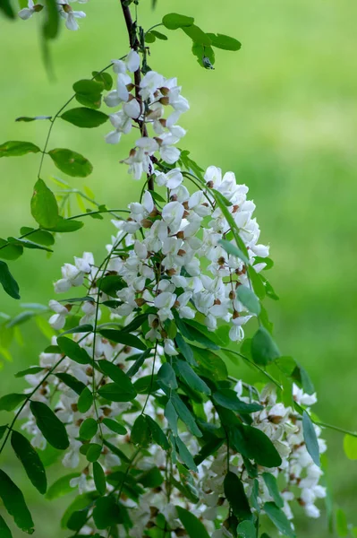 Robinia Pseudoacacia Sierboom Bloei Helder Wit Bloeiende Bos Bloemen Groene — Stockfoto