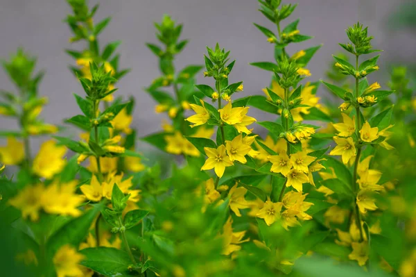 Lysimachia Punctata Bright Yellow Dotted Loosestrife Flowering Plant Group Beautiful — Stock Photo, Image