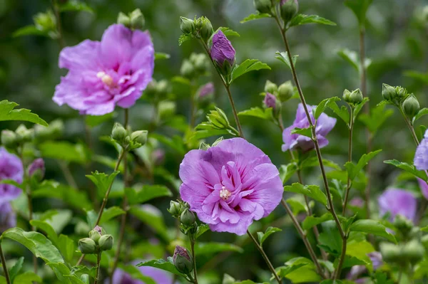 Hibiscus Syriacus Syrian Ketmi Prydnads Blommande Växt Violett Lila Blommor — Stockfoto